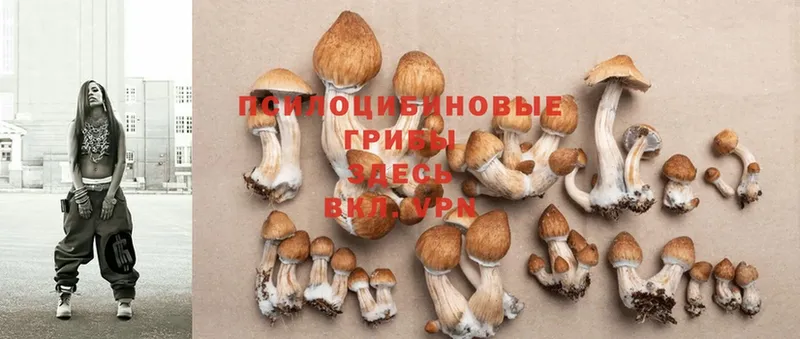 купить закладку  Гатчина  Псилоцибиновые грибы Cubensis 