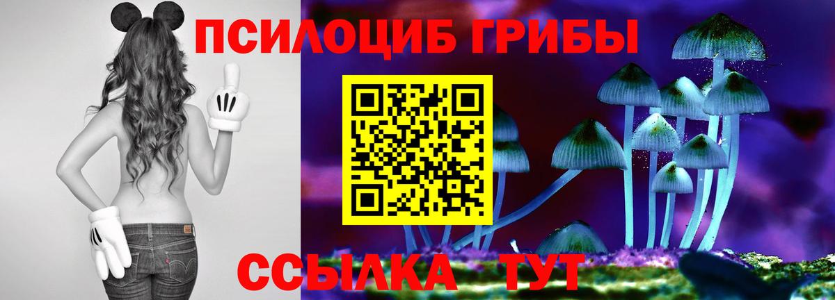 Галлюциногенные грибы MAGIC MUSHROOMS  Гатчина  Псилоцибиновые грибы Psilocybine cubensis 